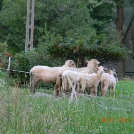 Goscinne Kaminscy Homestay